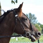七騎の会によるまとめ。競馬の醍醐味は購入する馬券の予想をすることである